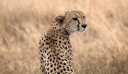 A Cheetah (Acinonyx jubatus) sitting up and alert in the late afternoon - Tanzania.
