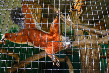 A Prevost squirrel that climbs high against the mesh