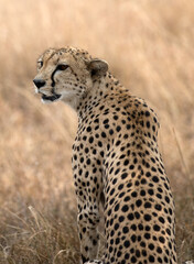 A Cheetah (Acinonyx jubatus) sitting up and alert in the late afternoon - Tanzania.