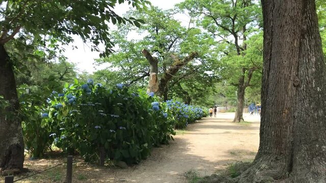 あじさい　花畑　公園