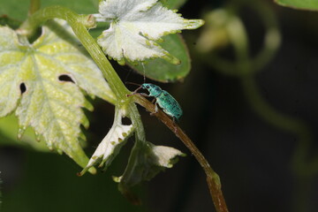 Seidiger Glanzrüssler - Polydrusus formosus auf Weinranke