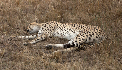 A Cheetah (Acinonyx jubatus) resting in the late afternoon - Tanzania	.