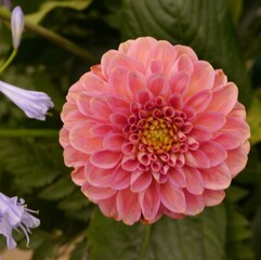 dahlia orange fox