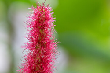 Beautiful close up lie love bleeding.