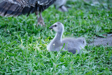 A soft gray turkey chick. The baby bird is sitting in the grass