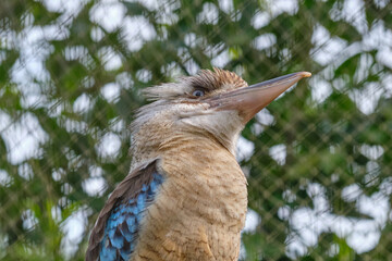 Blue-winged kookaburra, bird sitting on a branch. Wildlife, bird watching