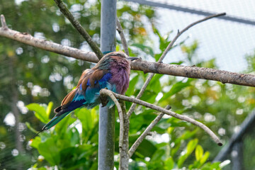 Blue-winged kookaburra, bird sitting on a branch. Wildlife, bird watching