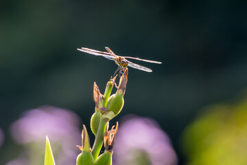 トンボがひと休みしている時のアップ画像 © Bogey Yamamoto