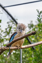 Blue-winged kookaburra, bird sitting on a branch. Wildlife, bird watching