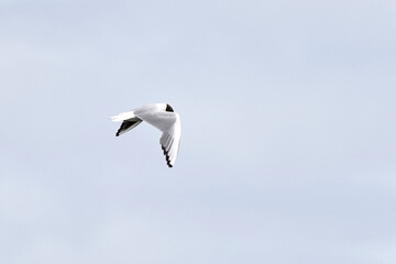 Black-headed gull in flight, against blue background. Front view