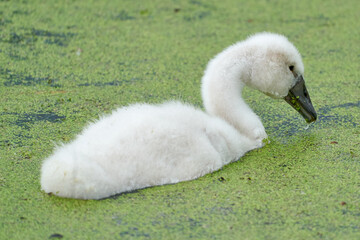 Panorama of baby swans, the little chicks swimming in a pond. white and grey colored. Duckweed floats in the water