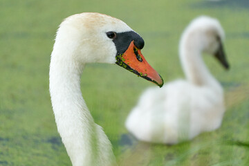 One white swan with orange beak, swim in a pond. Swan duck in backgound. Head and neck only. Duckweed floats in the water