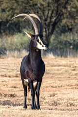 Sable antelope © Braam