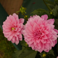 Obraz premium dahlia pinky