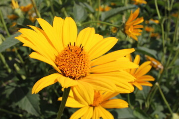 bright yellow flower in summer with petals