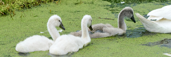 Obraz premium Baby swans the little chicks swimming in a pond. white and grey colored. Duckweed floats in the water