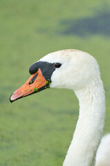 Obraz premium One white swan with orange beak, swim in a pond. Head and neck only. Duckweed floats in the water