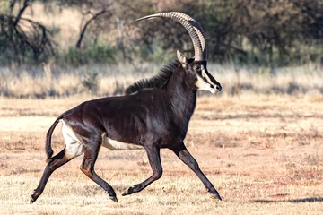 Fotobehang sabelantilope © Braam