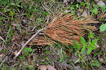 pine branch on the grass