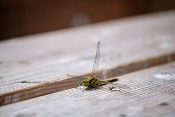 Yellow dragonfly is resting on a wooden bench, morning sun light. Animal selected macro focus at the dragonfly 's head and belly