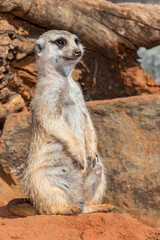 Meerkat