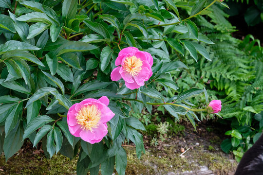 Two pink peonies in the garden. Pink peony macro photo. Burgundy peony flower. Closeup of pink peonies in the garden, peony flower. Selective focus. Shallow depth of field