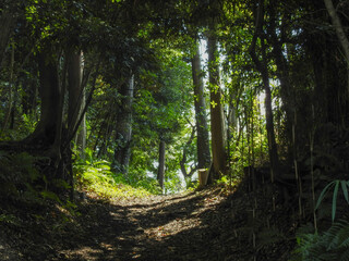 夏をイメージしたバックグラウンドイメージ
