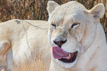 White Lion