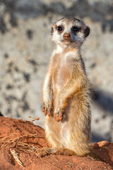 Meerkat