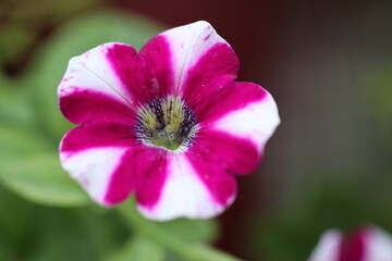 The beauties and flowers of summer