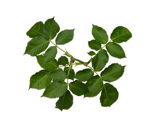 Green rose leaves isolated on white