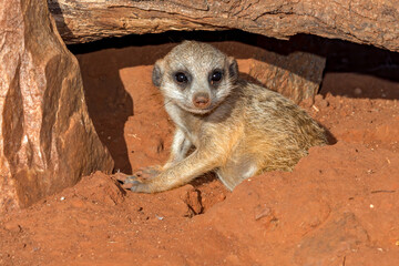 Fototapeta premium Meerkat