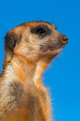 Meerkat