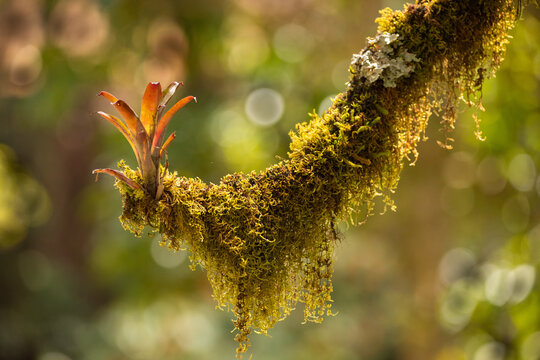Bromelie im Regenwald von Costa Rica
