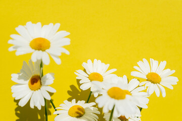 camomile flowers on a bright yellow background, copy space for text.