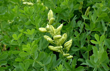 perennial herb Prefers rich soil that retains moisture and habitat in the sun or partial shade....