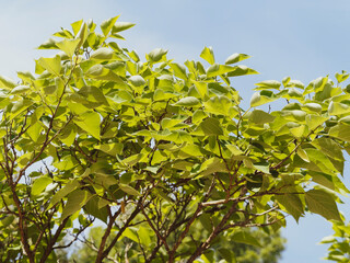 (Broussonetia papyrifera) M&ucirc;rier de chine ou m&ucirc;rier &agrave; papier au port &eacute;tal&eacute; et buissonnant, &eacute;corce rugueuse marron clair, feuilles gris vert sur de longs p&eacute;doncules