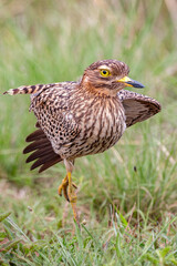 Spotted Thick-knee
