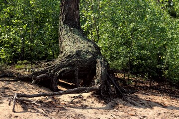 big old tree, forest, summer, crooked root