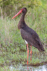 Black Stork Juvenile