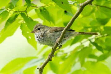 木の枝にとまるうぐいす　千葉県南房総市　日本