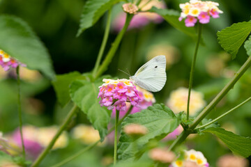 紫陽花の花とモンシロチョウ　千葉県南房総市　日本