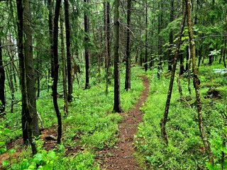 Obraz premium trees in the forest