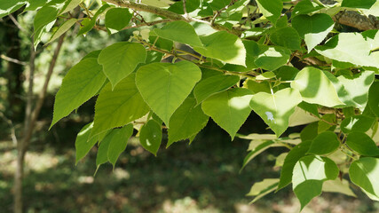 Broussonetia papyrifera. Gros plan sur feuillage dense et cordiforme, parfois lobées et finement dentées de couleur gris vert du mûrier de Chine