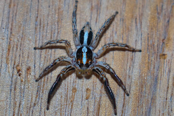 Araña saltadora común. Típica de lugares urbanos y edificios.