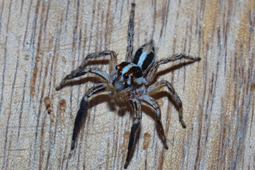 Araña saltadora común. Típica de lugares urbanos y edificios.