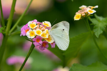 紫陽花の花とモンシロチョウ　千葉県南房総市　日本