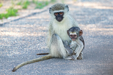 Vervet Monkeys