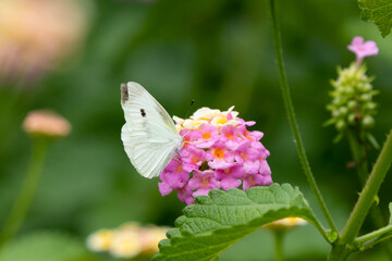 紫陽花の花とモンシロチョウ　千葉県南房総市　日本