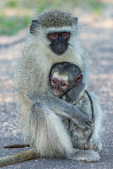 Vervet Monkeys